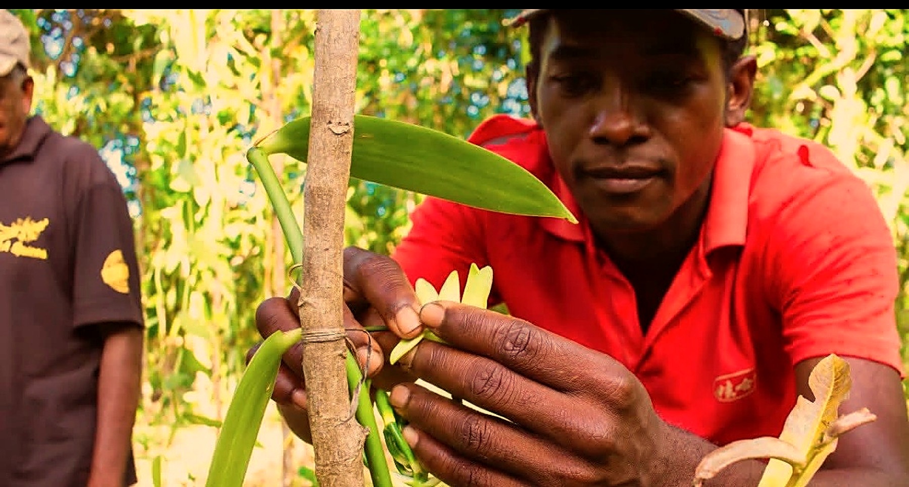 Farmer hand-pollinating a vanilla orchid in Madagascar