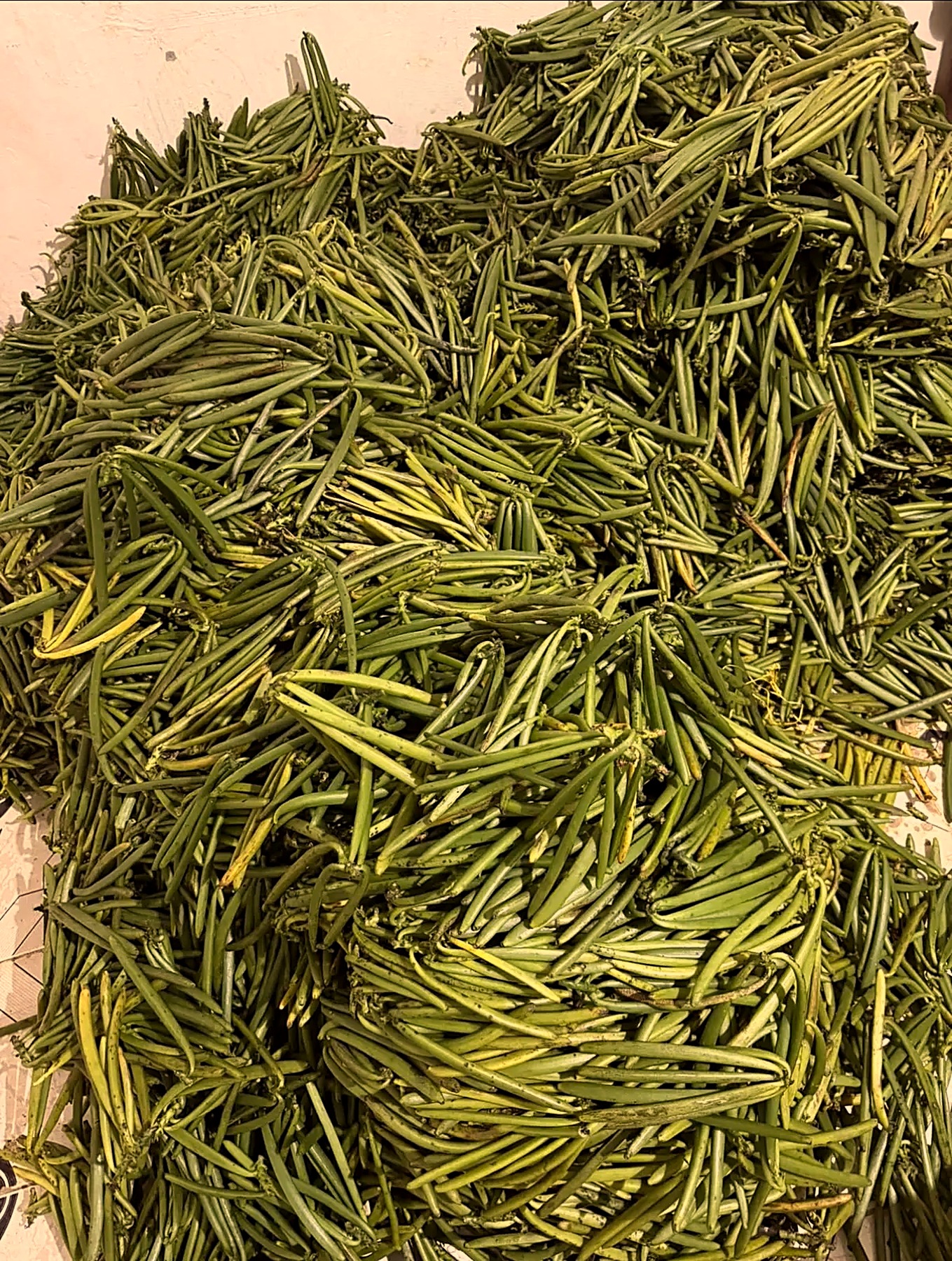 Freshly harvested green vanilla beans gathered after picking