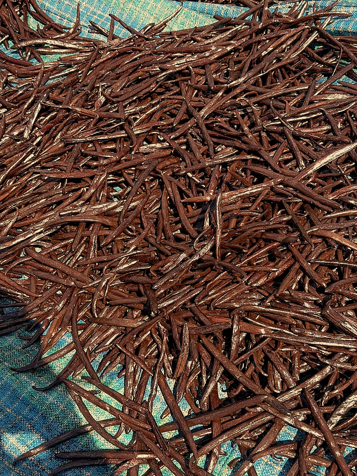 Cured vanilla beans drying in the sun